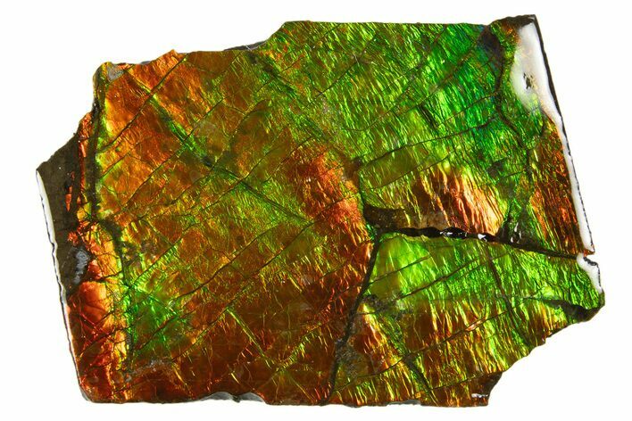 Iridescent Ammolite (Fossil Ammonite Shell) - Thin Slice #310337